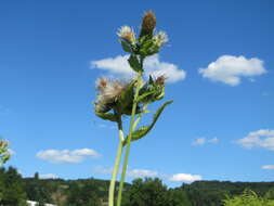 Image of Cabbage Thistle