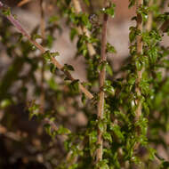 صورة Wahlenbergia tenella (L. fil.) Lammers