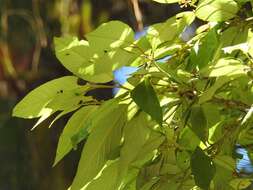 Plancia ëd Frangula discolor (Donn. Sm.) Grubov