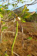 Image of Stereospermum longiflorum Capuron