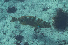 Lethrinus nebulosus (Forsskål 1775) resmi