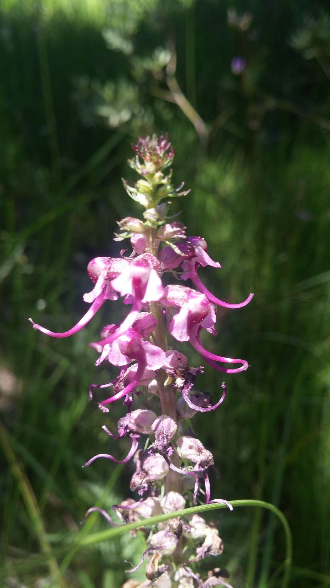 Image of elephanthead lousewort