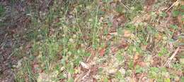 Image of Hydrocotyle laxiflora DC.