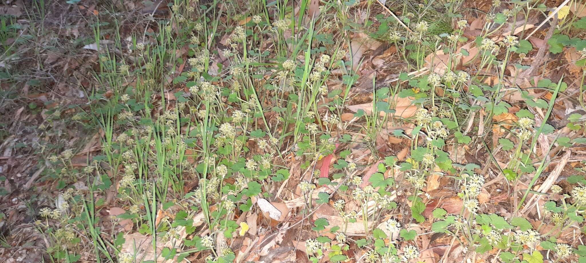 Image de Hydrocotyle laxiflora DC.