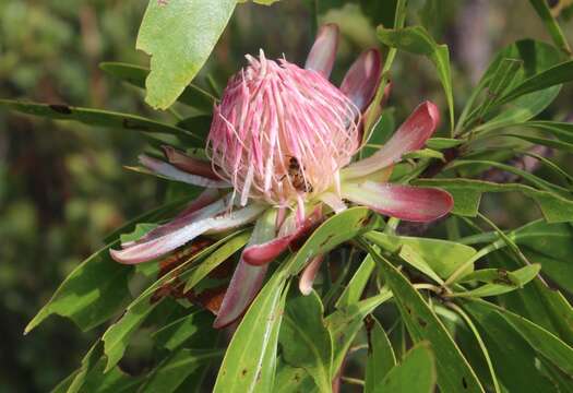 Image of Protea petiolaris subsp. petiolaris