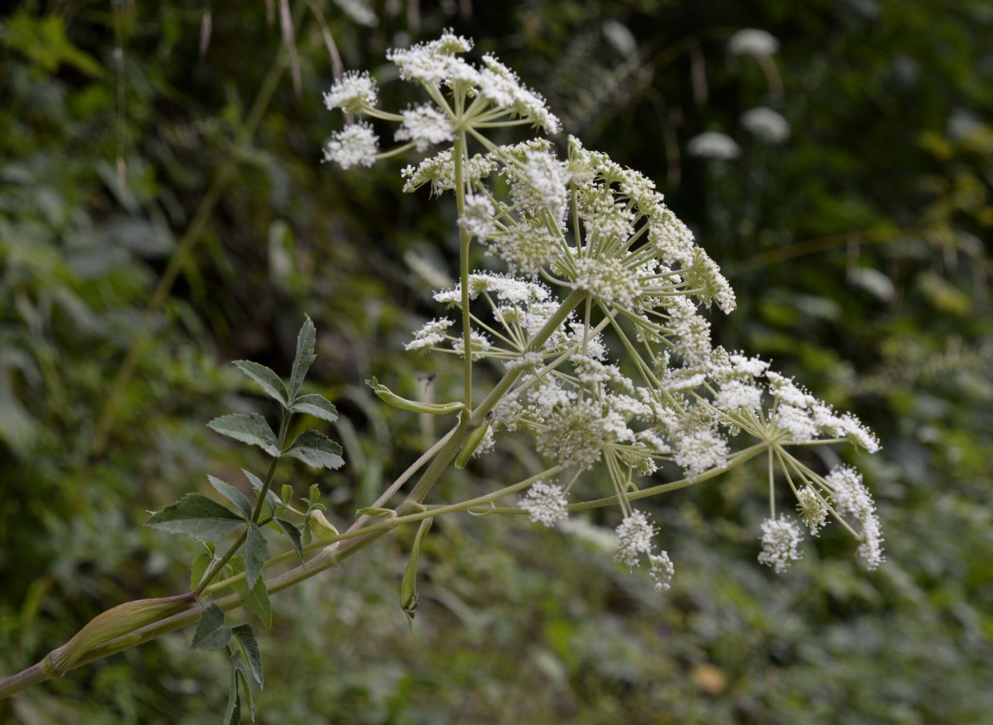 Image of hairy angelica