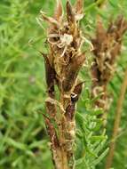 Oxytropis muricata (Pall.) DC. resmi