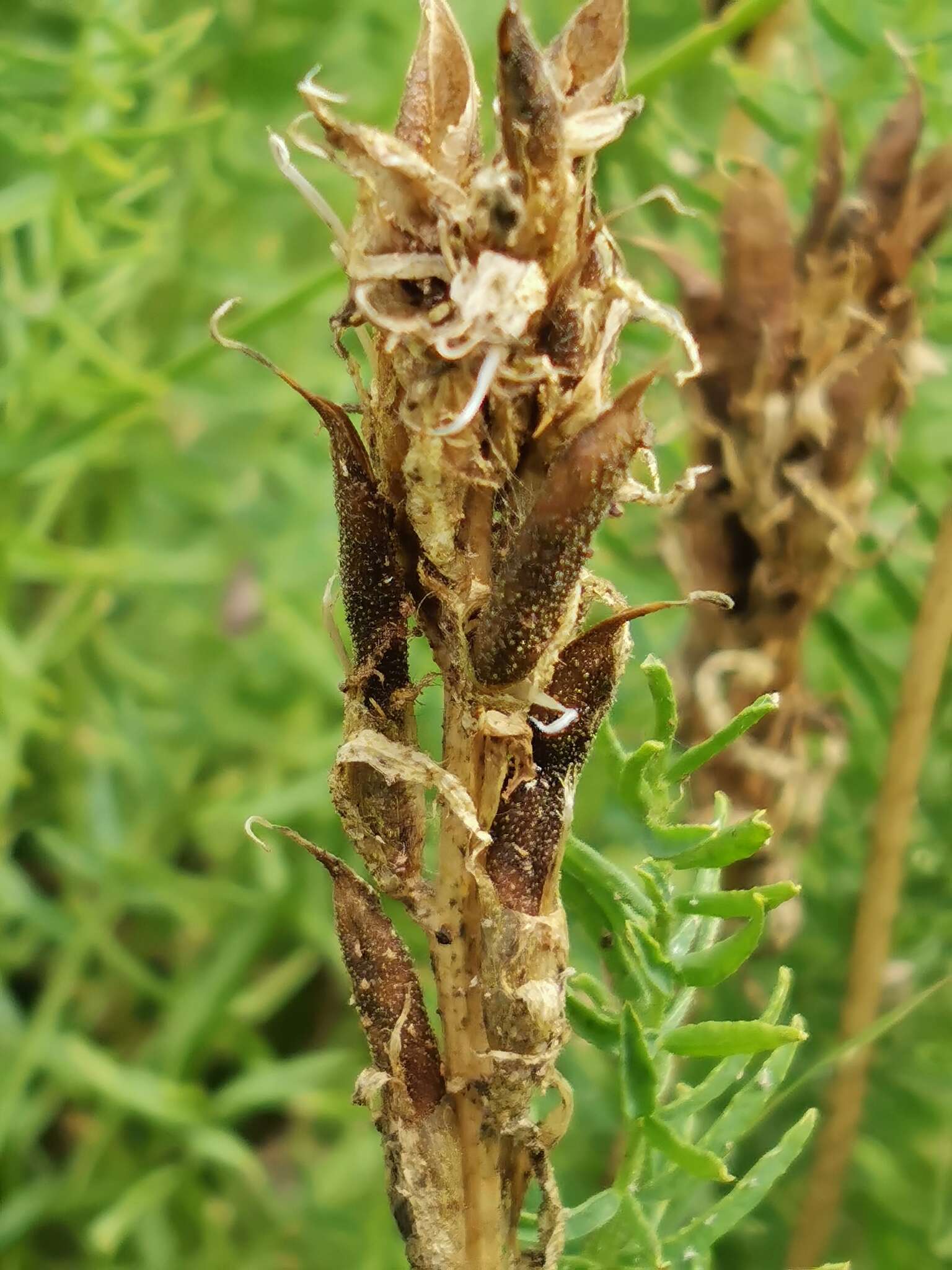 Oxytropis muricata (Pall.) DC. resmi