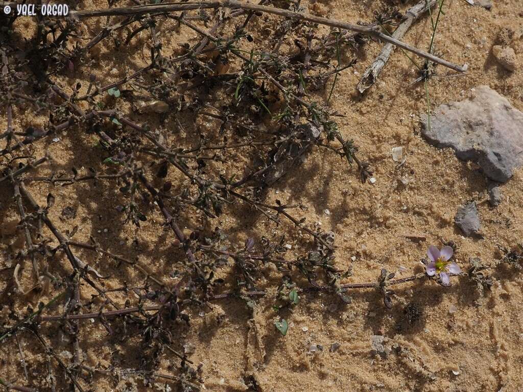 Image of Fagonia glutinosa Del.