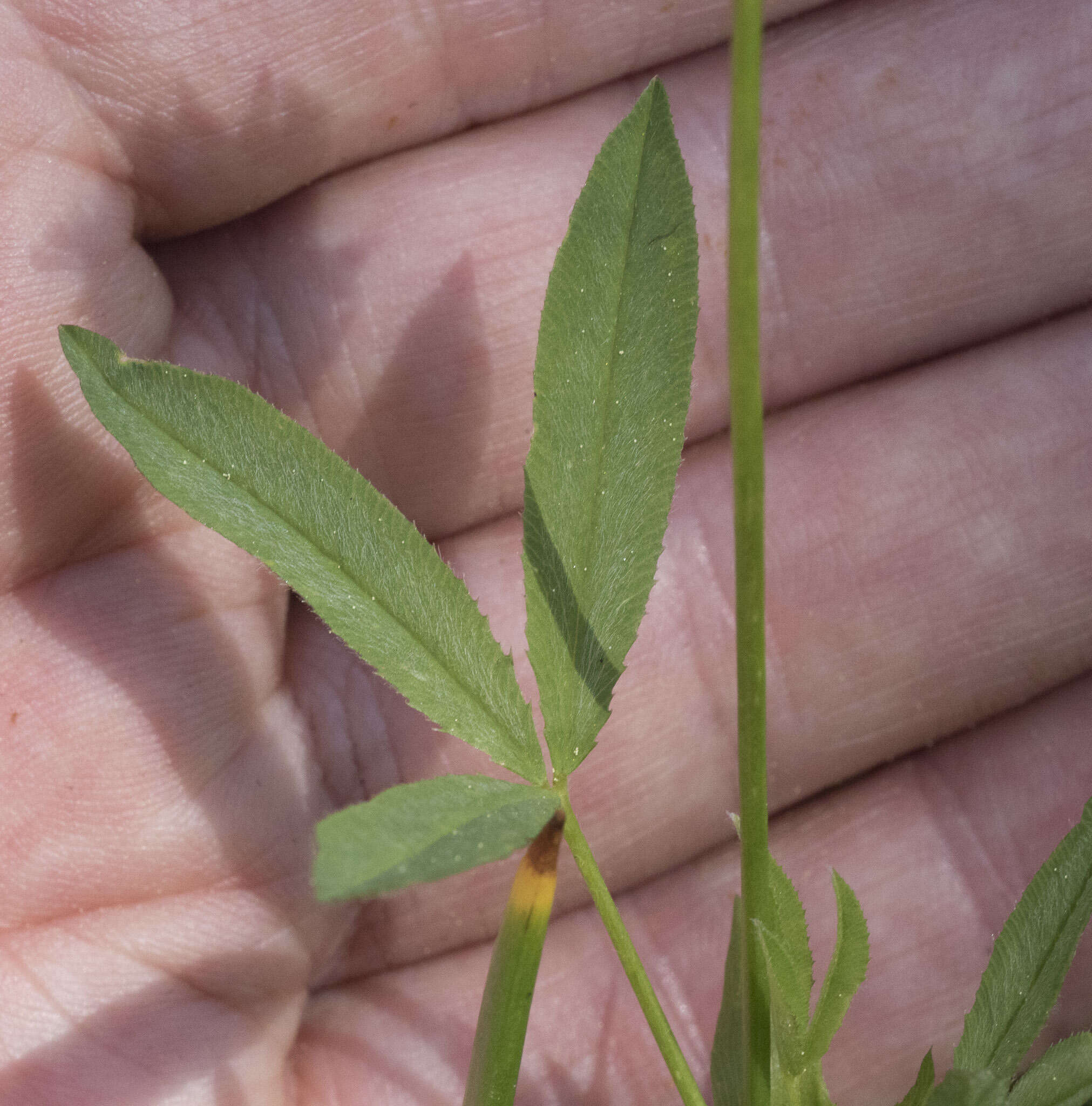 Image of Hansen's clover