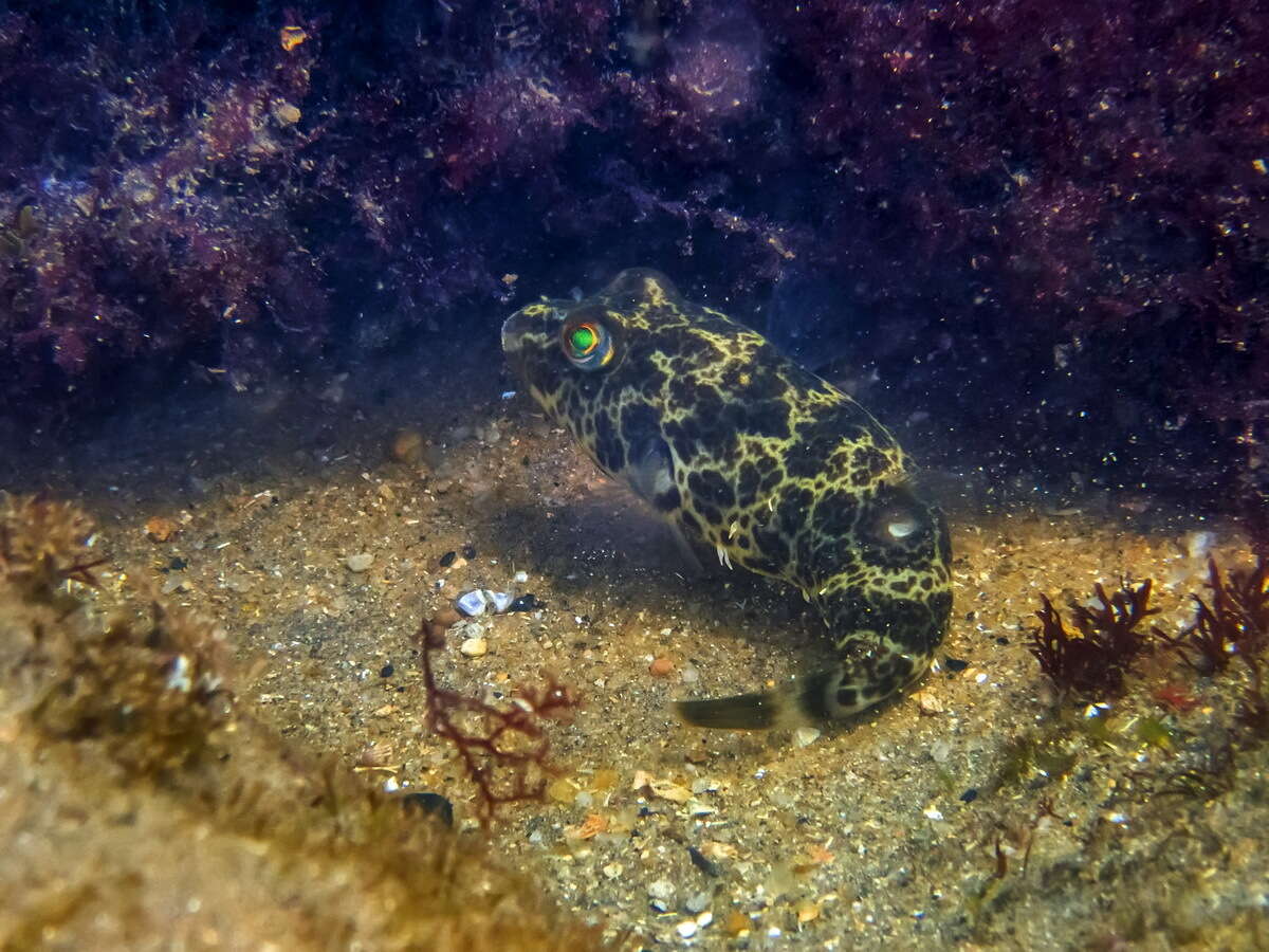 Image of Caribbean Puffer