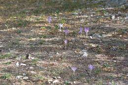 Image of Colchicum haynaldii Heuff.