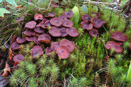 Phaeocollybia jennyae (P. Karst.) Romagn. 1944 resmi