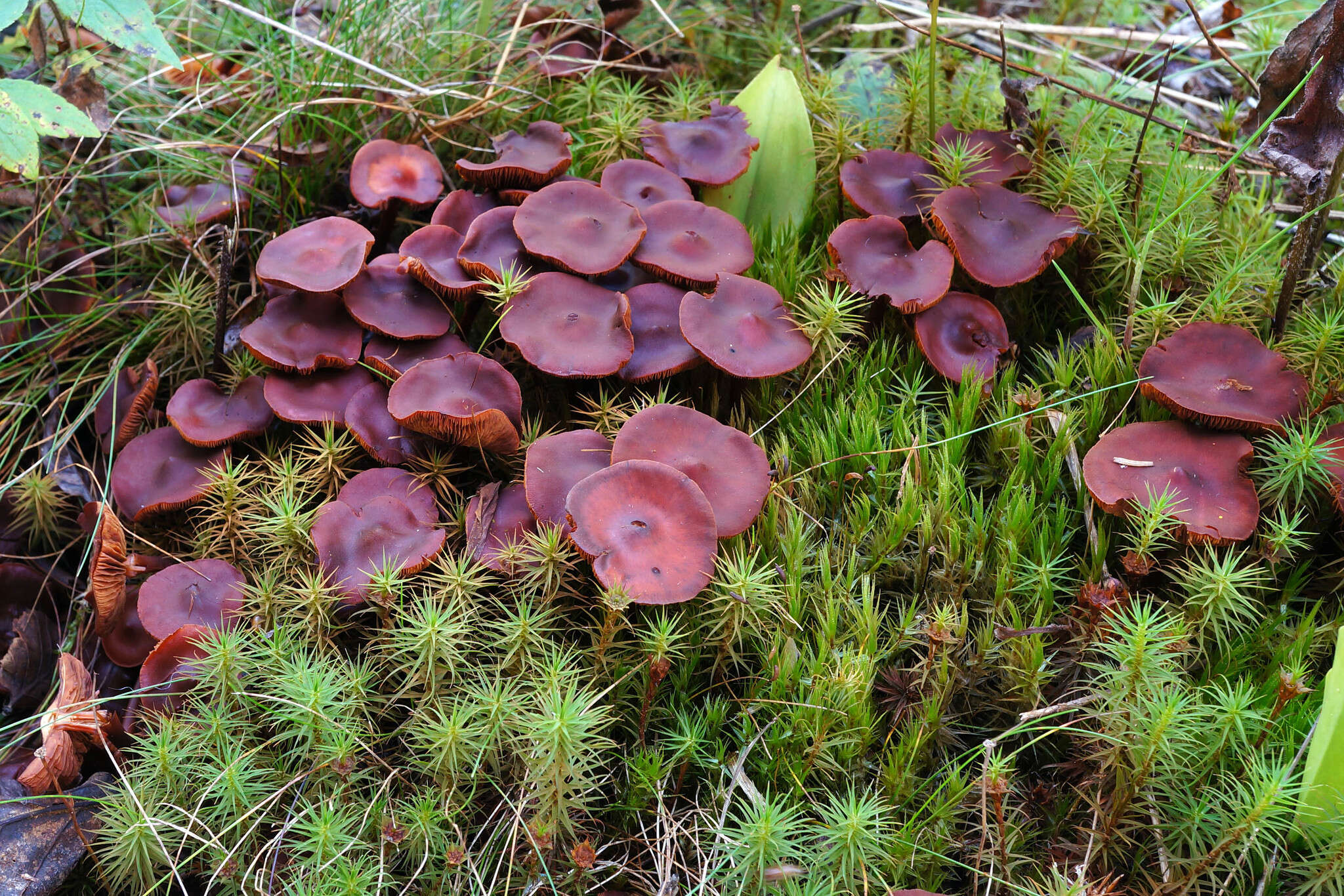 Phaeocollybia jennyae (P. Karst.) Romagn. 1944 resmi