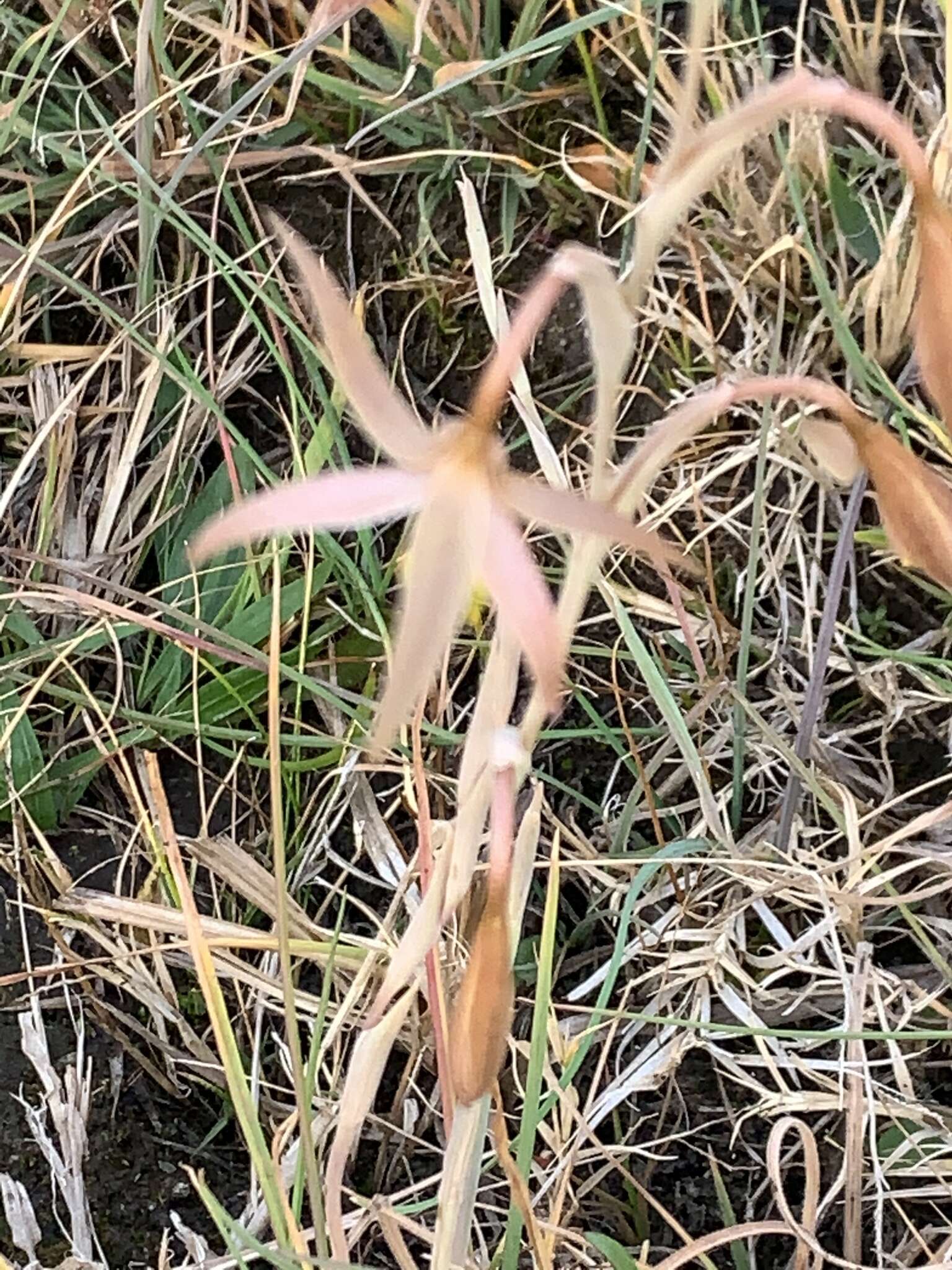 Image of Hesperantha longicollis Baker