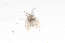 Image of Feuerborniella opposita (Banks 1901)