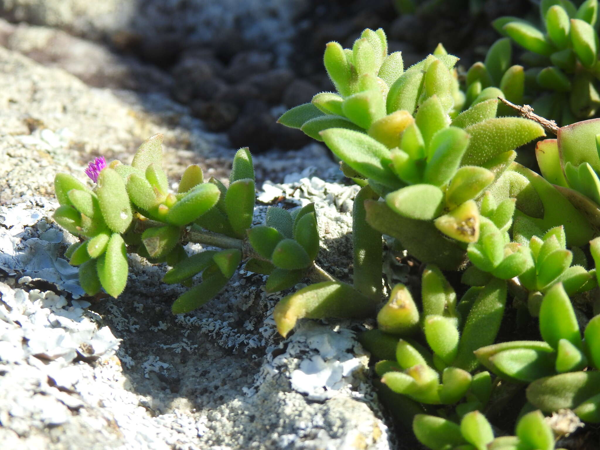 Imagem de Delosperma stenandrum L. Bol.