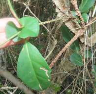 Image de Rhoicissus sessilifolia E. Retief