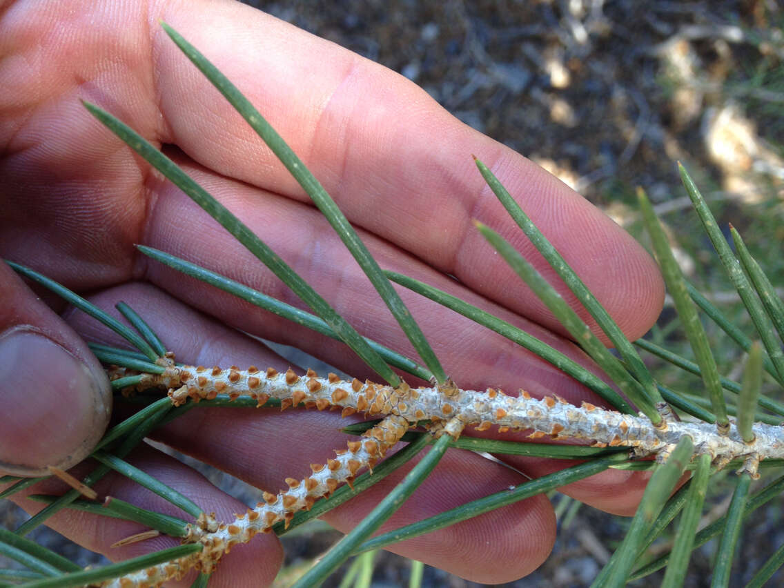 Image of singleleaf pinyon