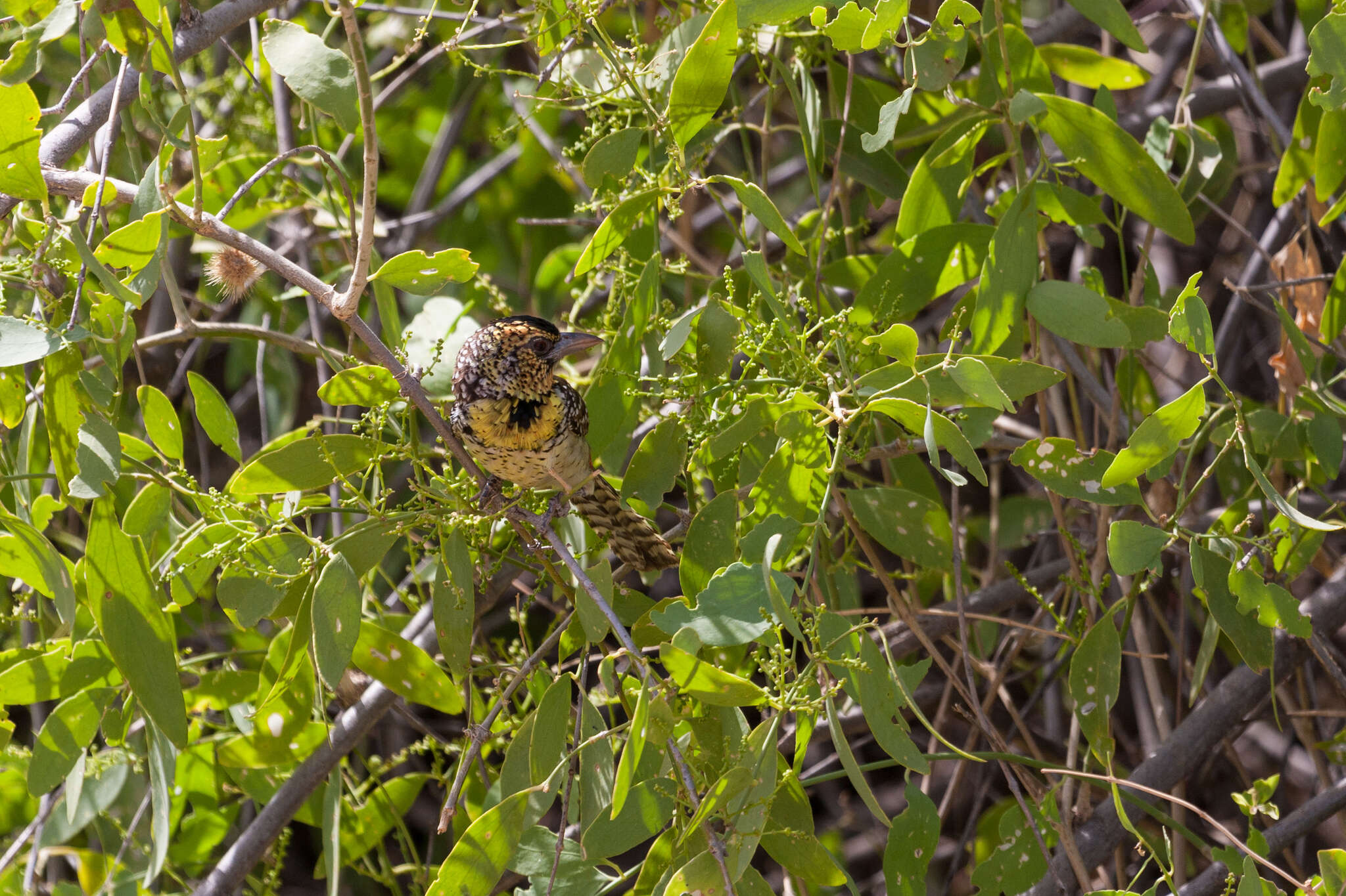 Image of D'Arnaud's Barbet