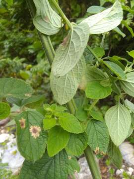 Calycomyza hyptidis Spencer 1966 resmi