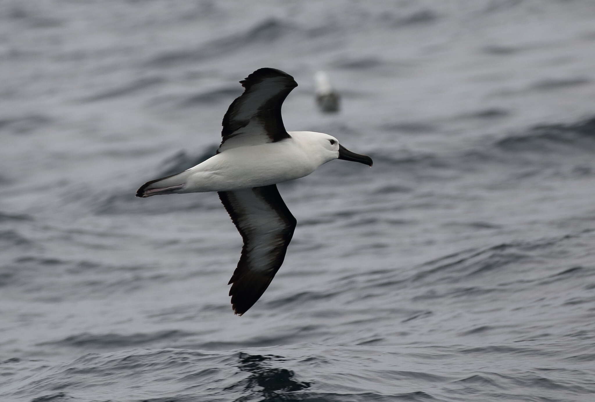 Image of Thalassarche chlororhynchos carteri (Mathews 1912)