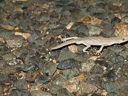 Image of Exmouth Spiny-tailed Gecko