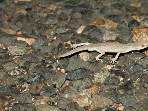 Image de Strophurus rankini (Storr 1979)