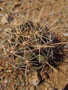 Image of Pima pineapple cactus