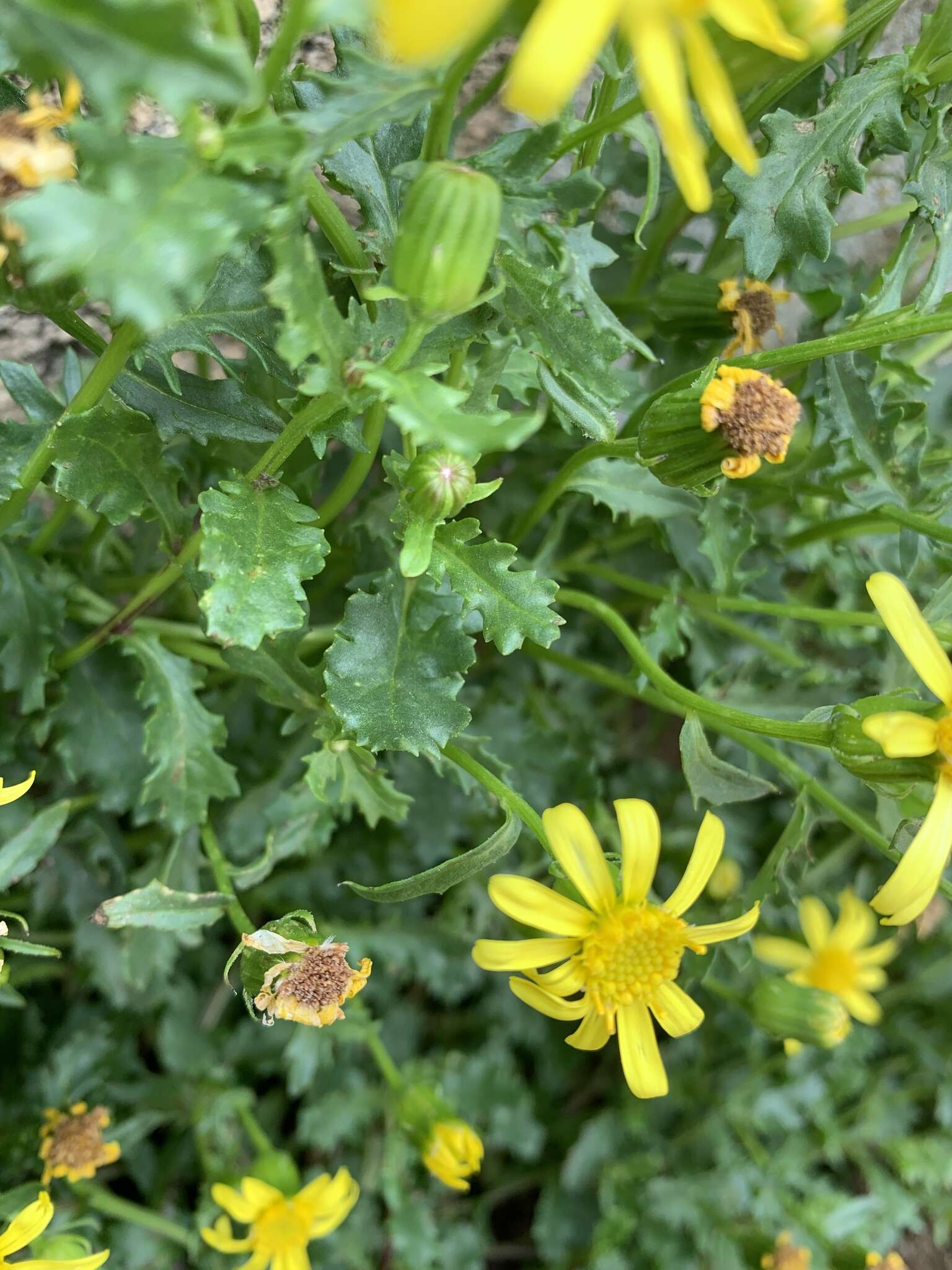 Слика од <i>Senecio fremontii</i> var. <i>inexpectatus</i> Cronquist