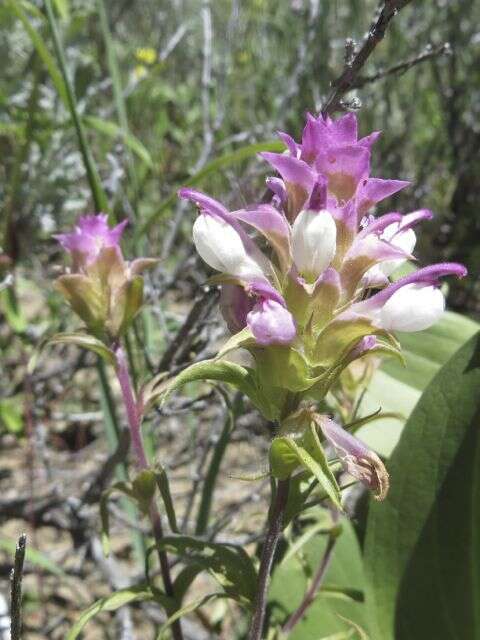 Image of toothed owl's-clover