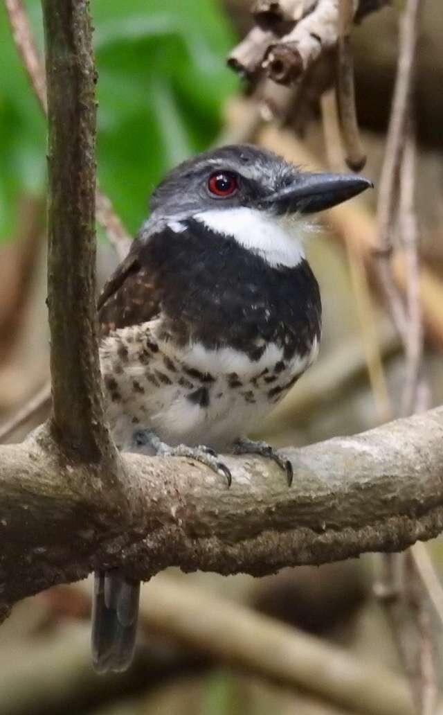 Image of Sooty-capped Puffbird