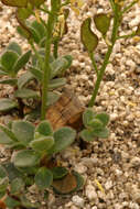 Image of Lake Tahoe draba