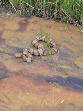 صورة Agkistrodon contortrix laticinctus Gloyd & Conant 1934