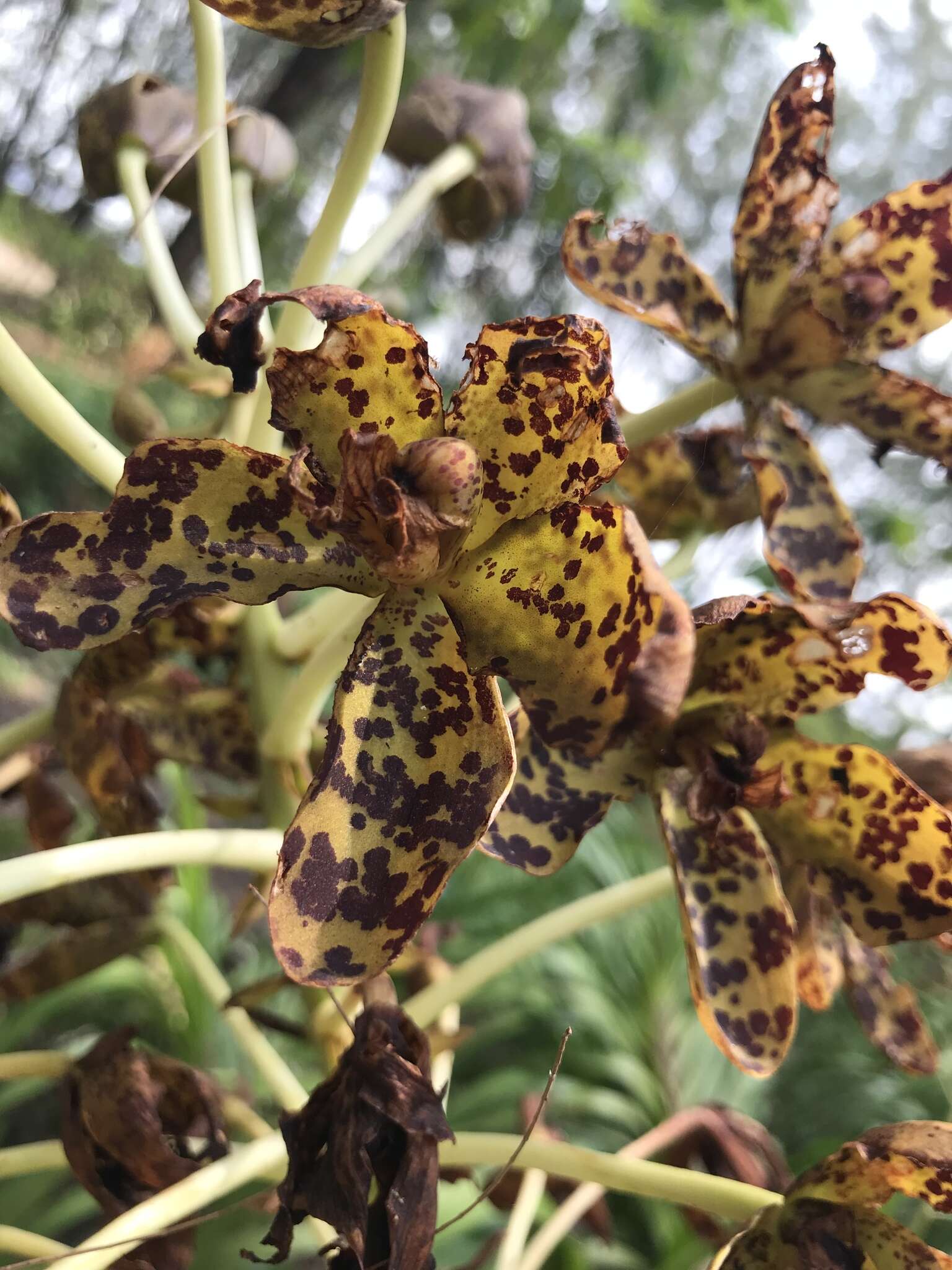 Grammatophyllum speciosum Blume的圖片