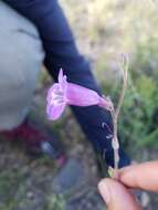 Image de Penstemon dasyphyllus A. Gray