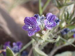 Image of Echium bonnetii Coincy