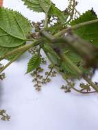 Image of West Indian woodnettle