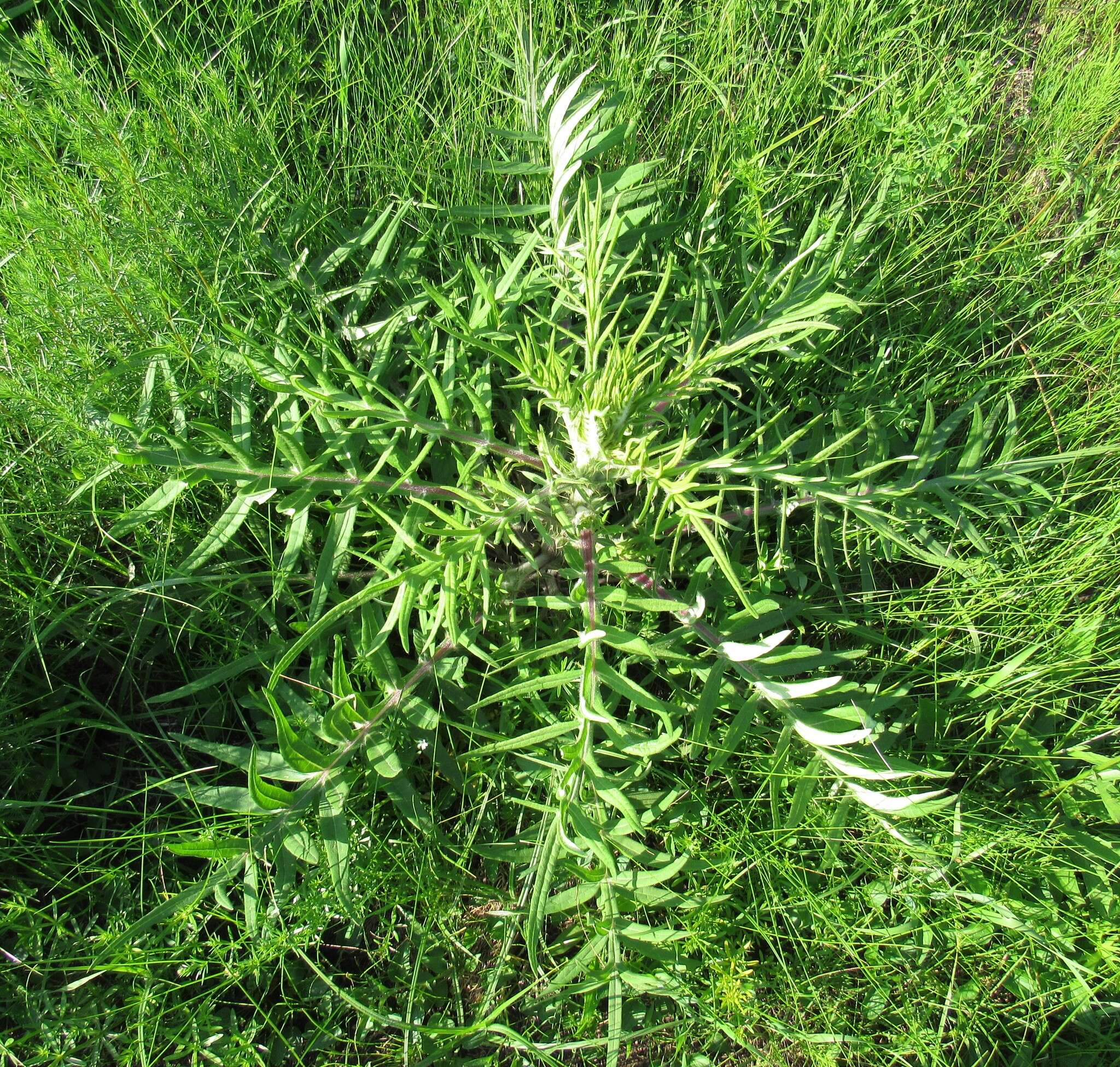 Слика од Cirsium decussatum Janka