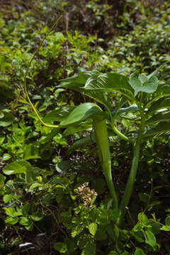 Image of Dancing Crane Cobra Lily