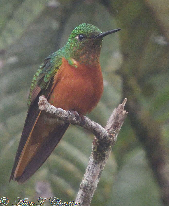 Image of Chestnut-breasted Coronet