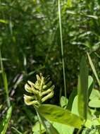 Image of Astragalus glycyphylloides DC.