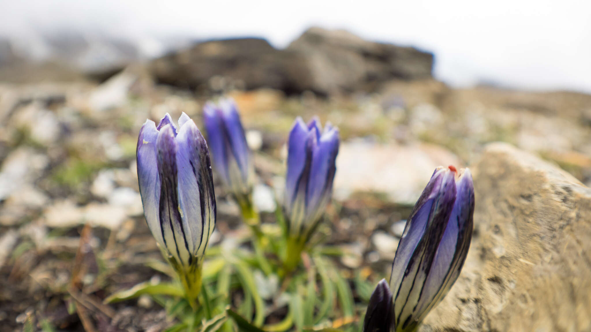 Image of Gentiana nubigena Edgew.