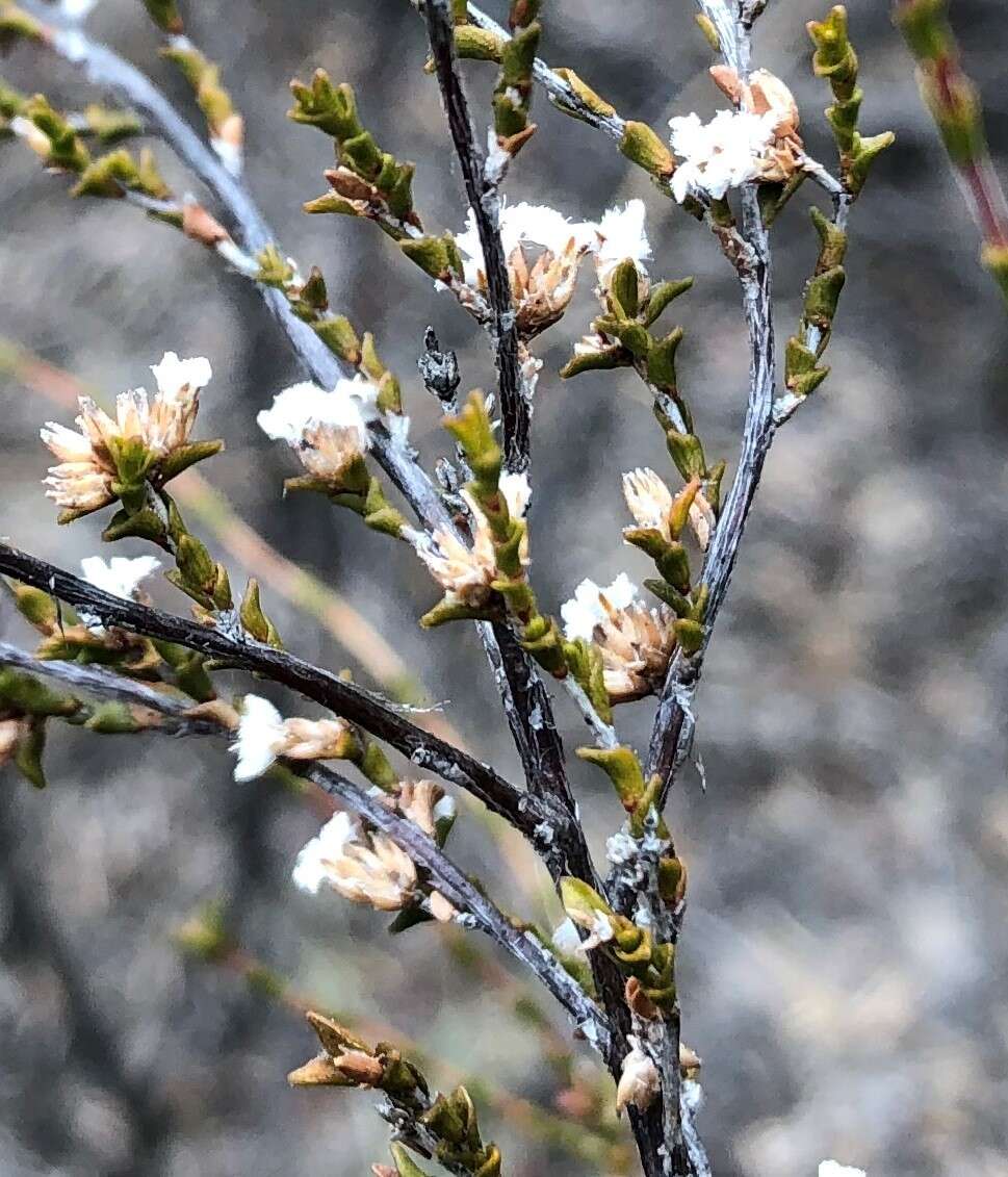 Слика од Leucopogon costatus (F. Muell.) J. Black