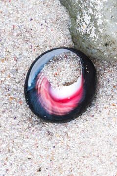 Image of pink-lipped topshell