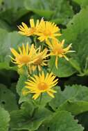 Imagem de Doronicum cataractarum Widd.