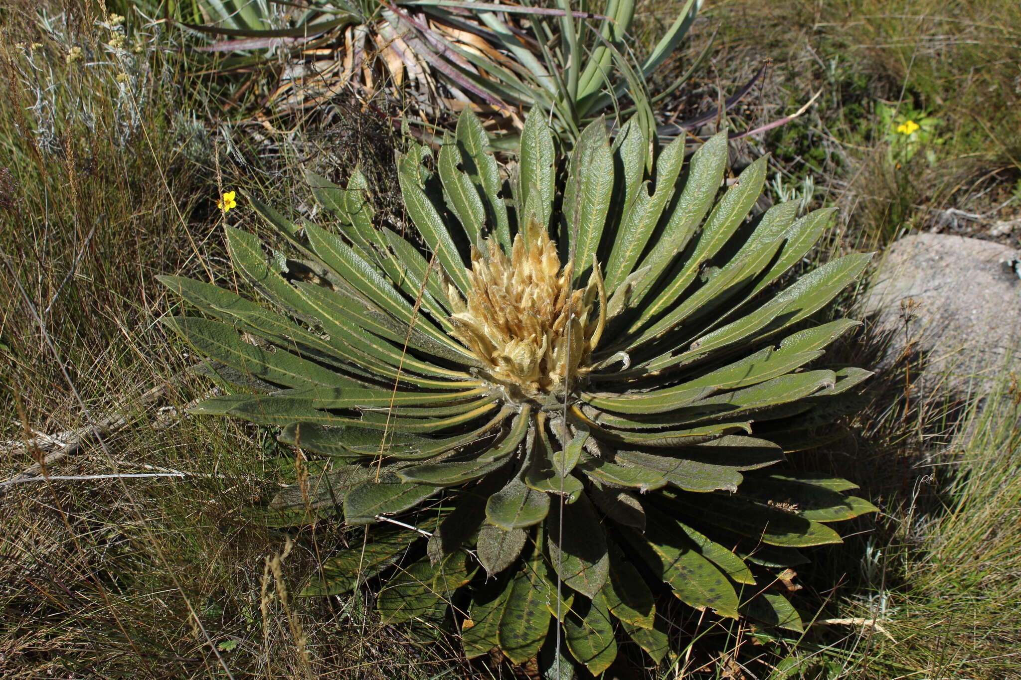 Image of Espeletiopsis guacharaca (Diaz) J. Cuatrec.