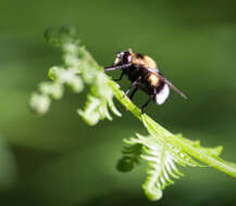 Volucella bombylans (Linnaeus 1758) resmi