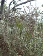 Image of Achyranthemum paniculatum