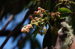 Imagem de Arbutus canariensis Duham.